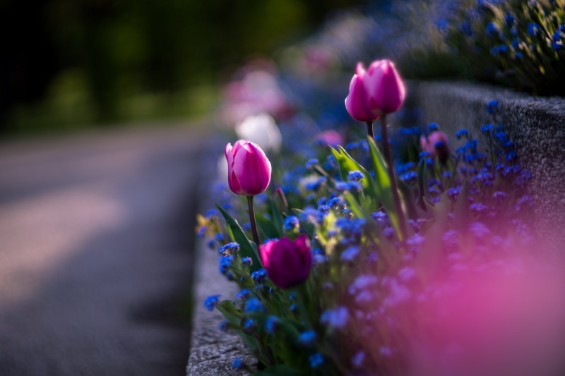 summer, plant, M42, shallow focus, Helios, shallow, flower, focus, green Color, photography, tulip, flowers, springtime, outdoors, nature, f/1.5, 5K, purple