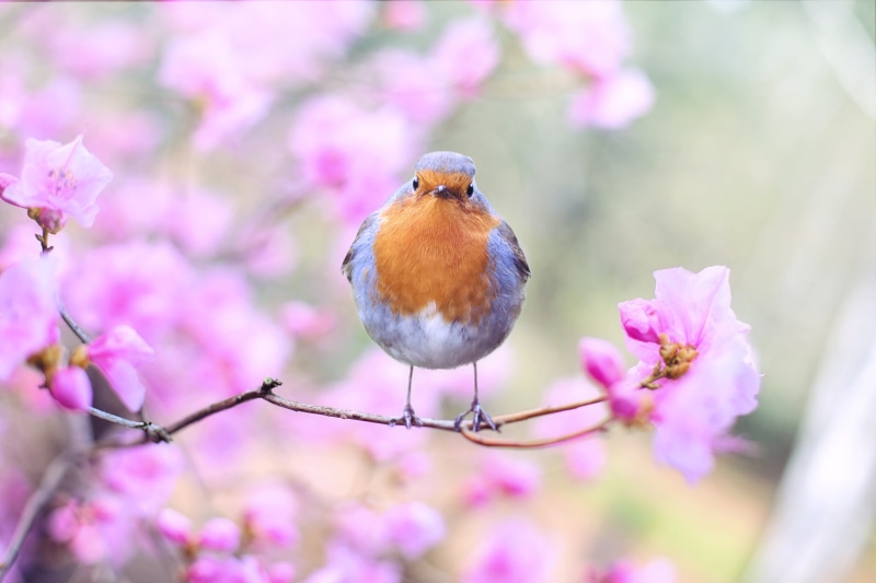 photo, colorful, flowering plant, vertebrate, selective, cherry blossom, 5K, robin, plant, blue, one animal, animal, outdoors, selective focus, no people