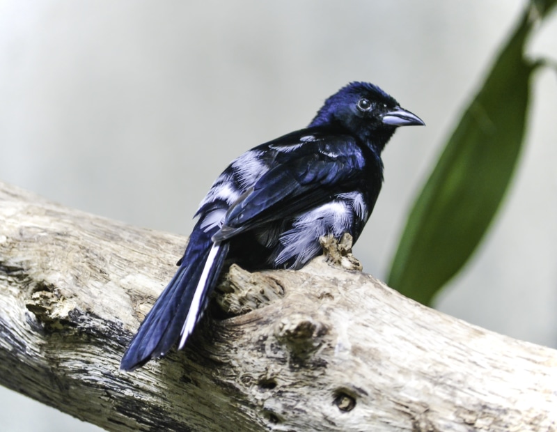 tree branch, 5K, branch, white bird, bird, outdoors, feather, crow, wildlife, beak, perching, animal, white, exotic, blue, nature, animals In The Wild