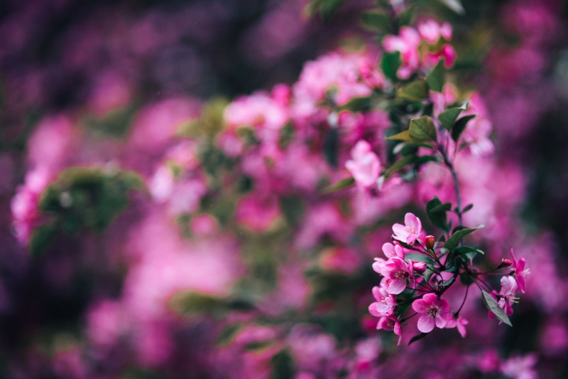 flowering plant, macro, blooming, flowers, springtime, color Image, cherry blossom, cherry tree, freshness, softness, 5K, summer, tree, defocused, inflorescence