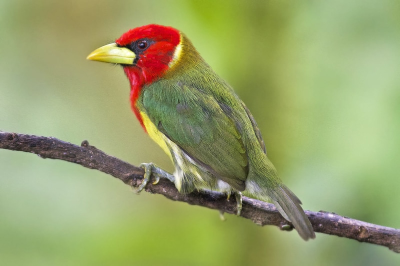 green, yellow, close-up, multi Colored, NGC, nature, Dave, beak, 720P, barbet, Eubucco bourcierii, NPC, focus, red, branch, perched, bird, selective, red bird