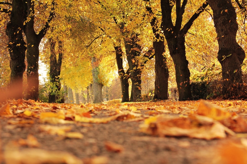 brown, walk, beauty in nature, mood, yellow, tranquility, daytime, sunlight, golden autumn, autumn mood, no people, concrete, yellow leaves, idyll, falling
