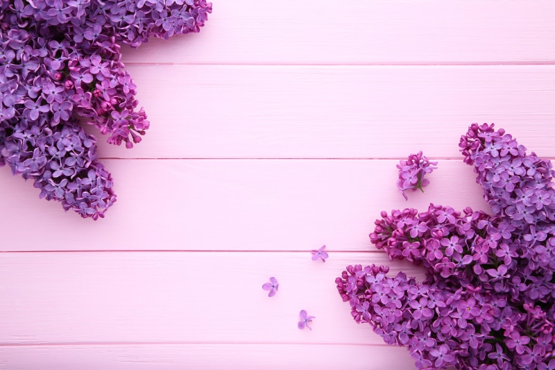 flowers, pink, 5K, background, pink background, lilac, wood, purple