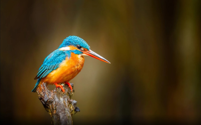 perching, close-up, lanka, vertebrate, focus on foreground, computer, kingfisher, branch, desktop, animal wildlife, orange color, outdoors, beak, common