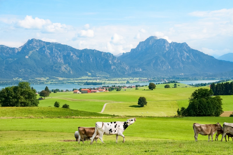 bavarian alps, rural Scene, outdoors, non-Urban Scene, in the, Bavaria, mountain range, scenics - nature, domestic, trees, summer, blue, Ostallgäu, nature