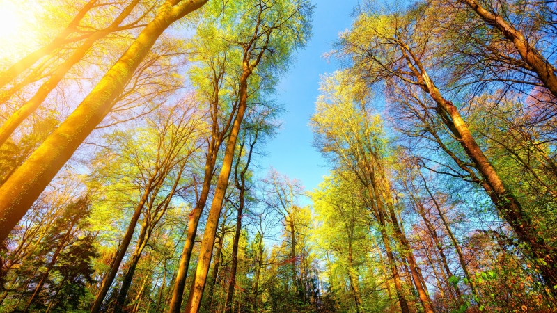 low angle view, nature, bamboo - plant, tall - high, scenics - nature, tranquil scene, plant, low angle, directly below, sky, sunshine, daytime, land, day