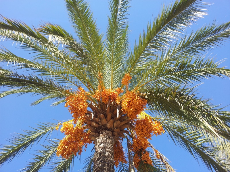 Date Palm, tree, no people, tropical tree, palm, sky, blue, tropical climate, date palm tree, day, outdoors, low angle view, food and drink, food, plant
