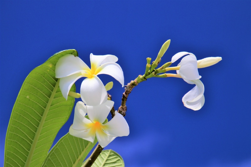garden, iris - plant, freshness, blue background, macro, the beauty of nature, hdr, growth, white flowers, beautiful, softness, vulnerability, beauty, fragility