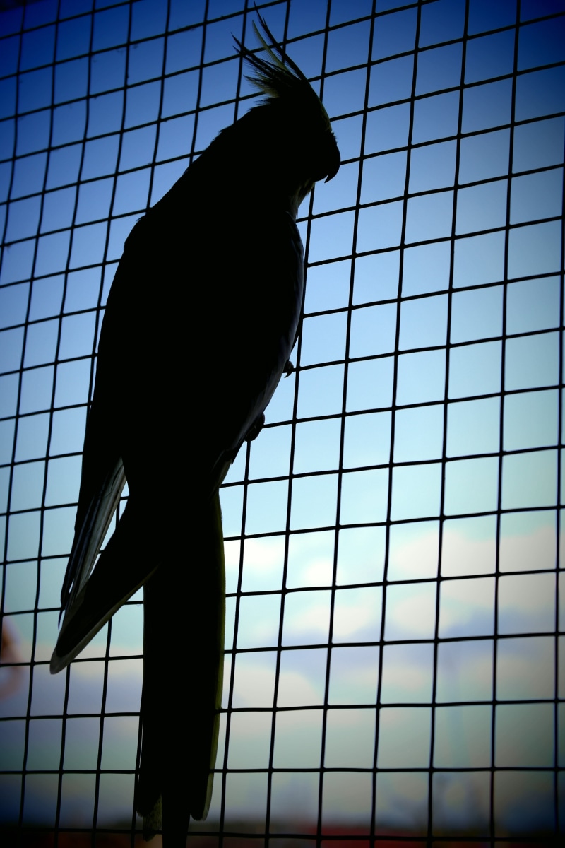 animal, clear sky, indoors, pets, sky, no people, Sky, outdoors, 5K, Captivity, animal themes, cockatiel, low angle view, animals in captivity, architecture