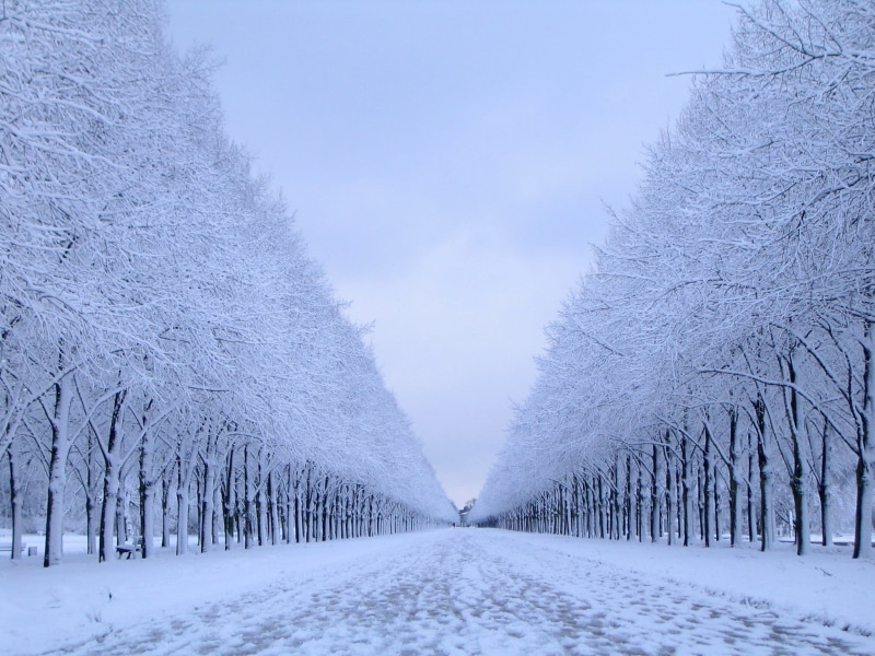 white color, beauty in nature, tranquil scene, extreme weather, covering, no people, cold temperature, sky, plant, tree, day, 1080P, snow, nature, the way forward