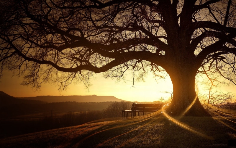 sunlight, autumn, season, sunbeam, fog, transportation, mountain, outdoors, sunset, back Lit, branch, bench, sky, tree, nature, no People, direction, summer