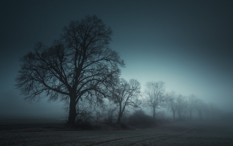 mist, landscape, non-urban scene, trees, no people, plant, branch, 1080P, fog, tranquil scene, shrubs, bare, bare tree, scenics - nature, environment