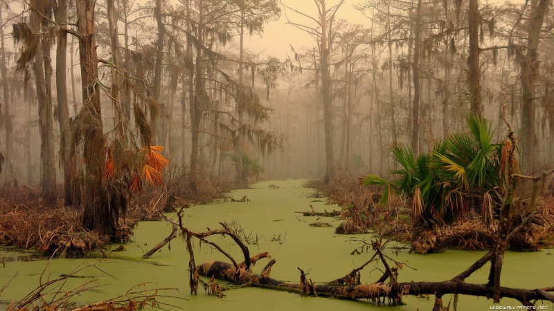 1080P, scenics - nature, forest, tranquility, outdoors, landscape, bare, swamp, land, nature, tree, trees, branch, day, trunk, fog, plant, non-urban scene