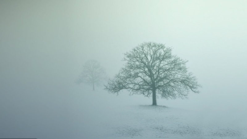 weather, isolated, ice, frost, abstract, tranquility, plant, season, rural Scene, cold temperature, loneliness, land, frozen, snowing, blue, non-Urban Scene