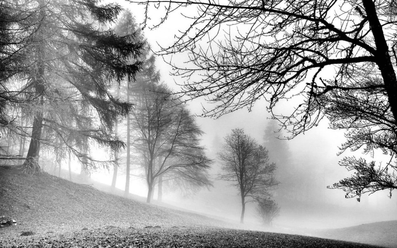 fog, climate, road, landscape, trees, bare, peace, bare tree, morning, outdoors, frost, beauty in nature, mist, land, forest, monochrome, winter, tree