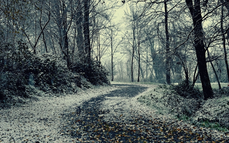 tree, diminishing perspective, growth, outdoors, 1080P, woodland, landscape, fog, road, the way forward, plant, tranquility, beauty in nature, treelined