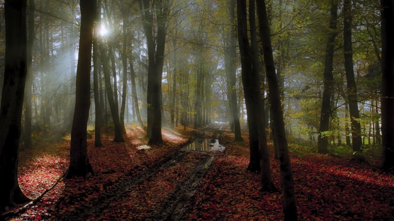 multi Colored, vibrant Color, leaf, scenics - nature, path, forest, bare, no People, plant part, tree, lush Foliage, day, growth, nature, orange Color