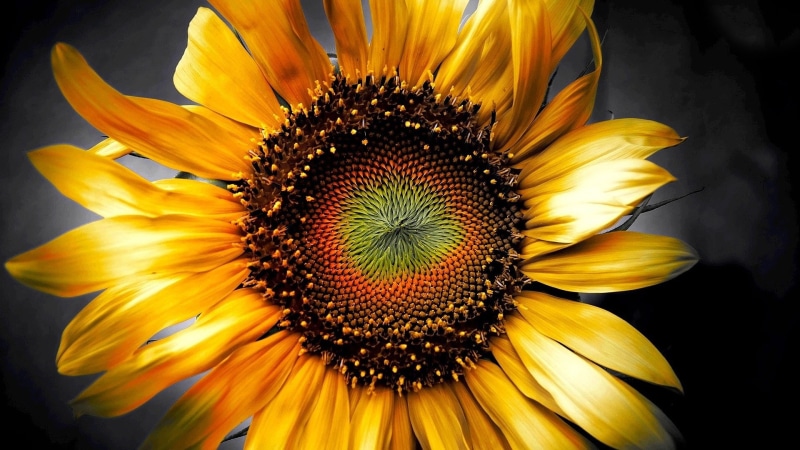 sunflower, close-up, no people, growth, flower head, fragility, 1080P, springtime, yellow, plant, studio shot, beauty in nature, nature, black background