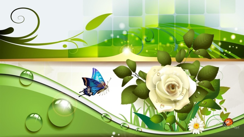 leaves, beauty, 1080P, fresh, ladybug, rose, fleur, abstract, butterfly, white, lady bug, water, papillon, flowers, spring