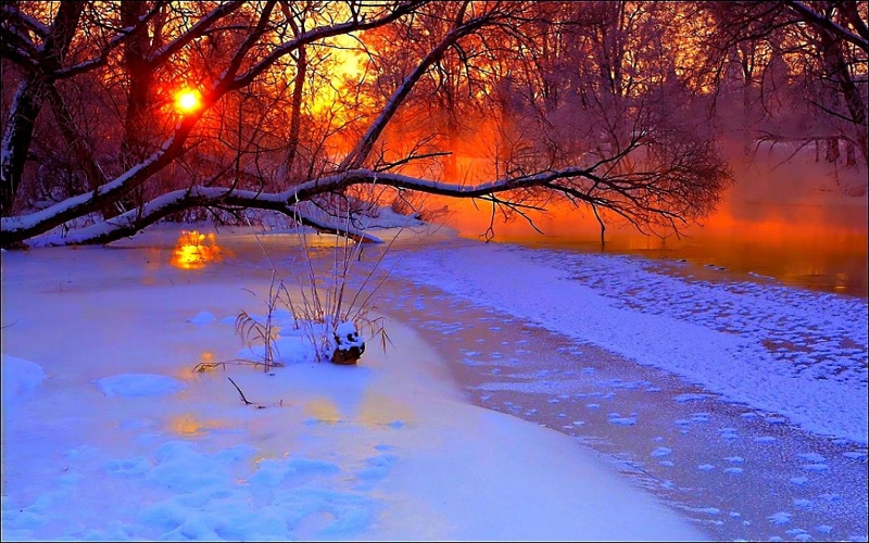 woodland, plant, evening, ice, river, weather, branches, tree, christmas, frozen, light - Natural Phenomenon, sun, beauty In Nature, sunlight, snow, forest