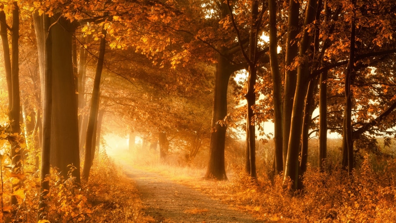 tranquility, autumn collection, idyllic, tranquil scene, orange color, no people, brown, leaves, growth, plants, woodland, scenics - nature, trees, land