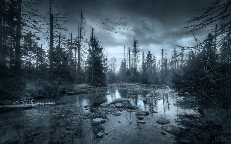 coniferous tree, cloud - sky, tranquil scene, mist, nature, reflection, birds, environment, sky, river, near, dark, trees, land, landscape, 720P, woodland