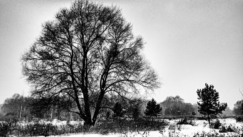 bare, monochrome, tranquility, scenics - nature, beauty in nature, nature, no people, land, plant, 1080P, tree, grayscale, bare tree, field, isolated