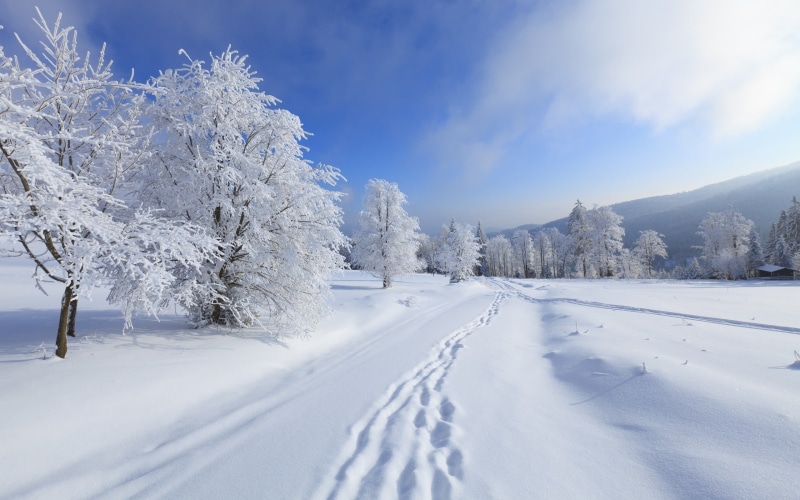 winter, scenics - nature, powder snow, landscape, non-urban scene, snow, plant, covering, beauty in nature, brown, sky, tranquility, nature, trees, tree