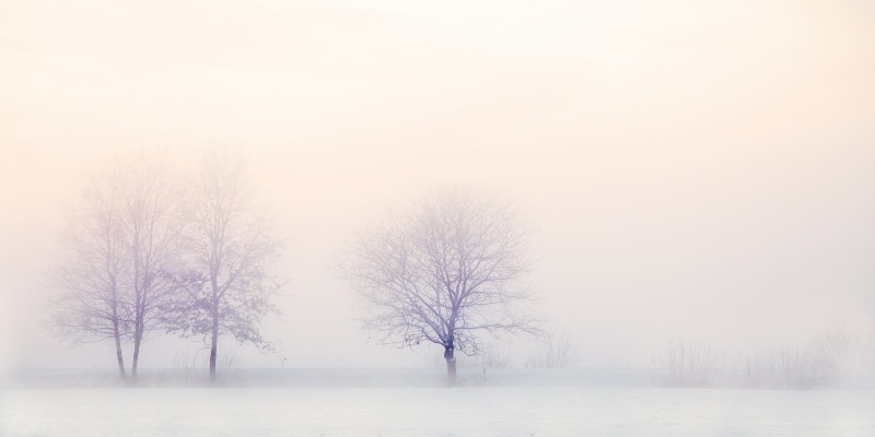 winter trees, 2K, land, beauty in nature, snow, tranquility, cold temperature, tree, nature, snow landscape, field, zing, white color, extreme weather