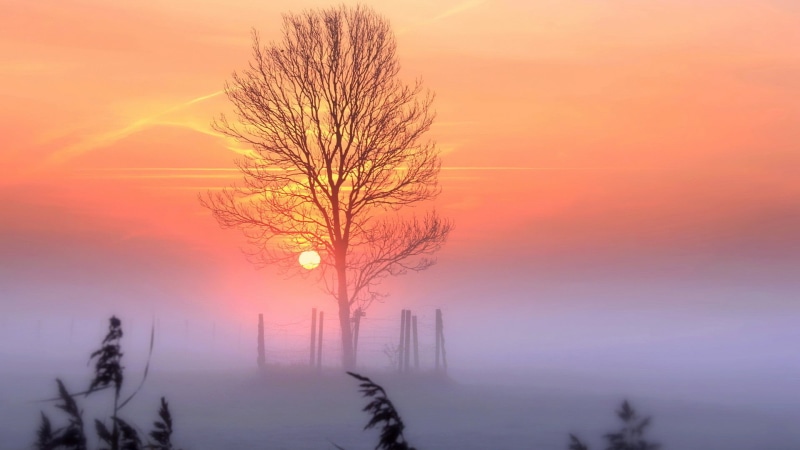 palm, clouds, sun, tree, light, idyllic, horizon, plant, tranquil, reflection, tranquil scene, outdoors, sea, art, sky, fog, 1080P, bare tree, cloud, tranquility