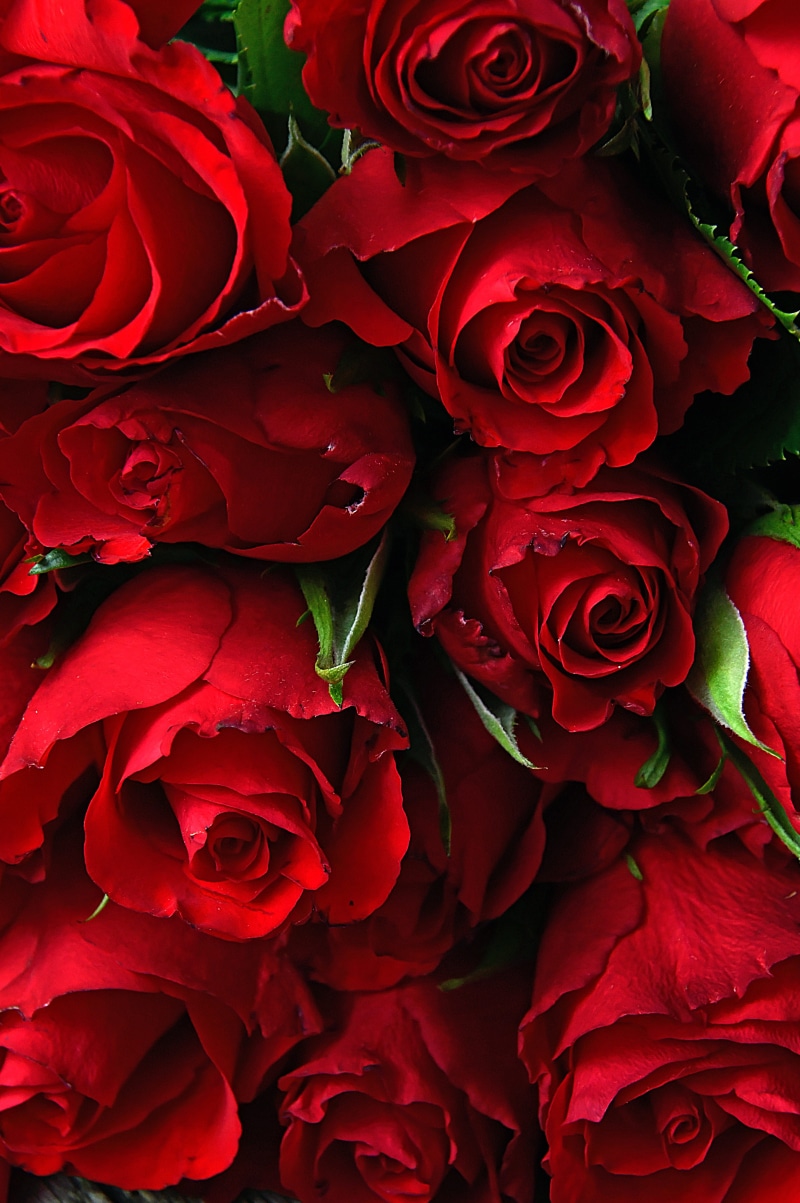 symbol, loving, rose - flower, inflorescence, beautiful, roses, close-up, bouquet, freshness, plant, valentines, red, petal, rose, flower arrangement, 5K