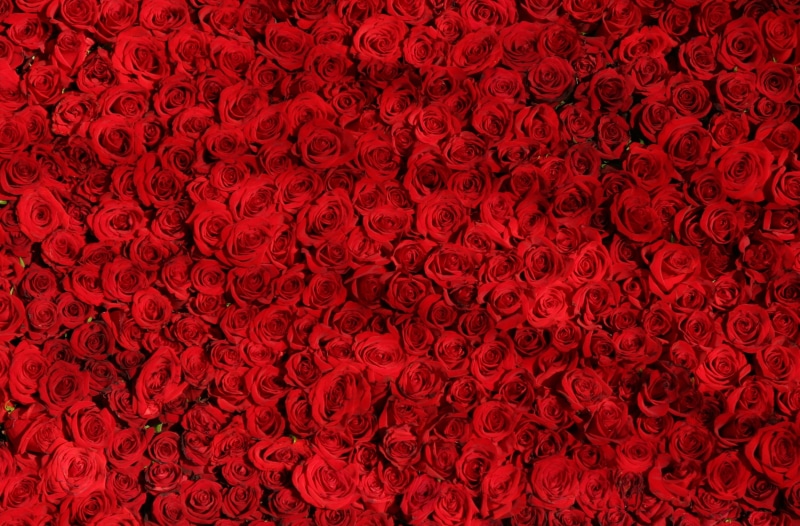 redroses, Valentines Day, Roses, Love, 2K, Romantic, Holidays, valentinesday, red, Passion, Valentine, background, Flowers