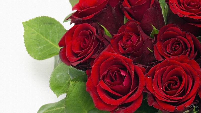flowers, love, flower, bouquet, 1080P, red, roses, rose, anniversary, 3d and abstract, wedding, valentines day