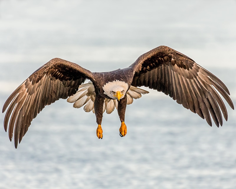 bald, This Way, eagle - Bird, bif, animals In The Wild, Bald Eagle, Lens, eagle, beak, in-flight, landing, flying, 2K, animal, bird, bird of Prey, animal Wing