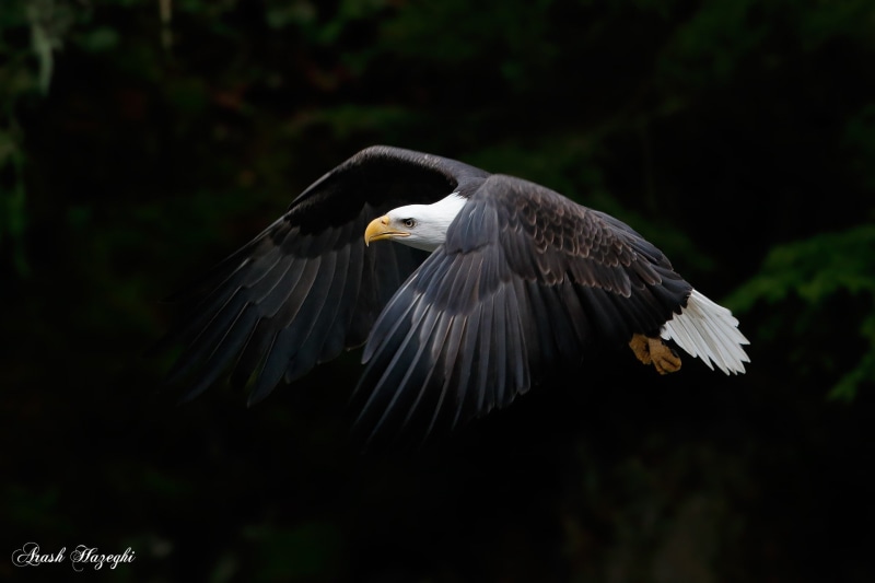 bald eagle, eagle, animals, photography, 1080P