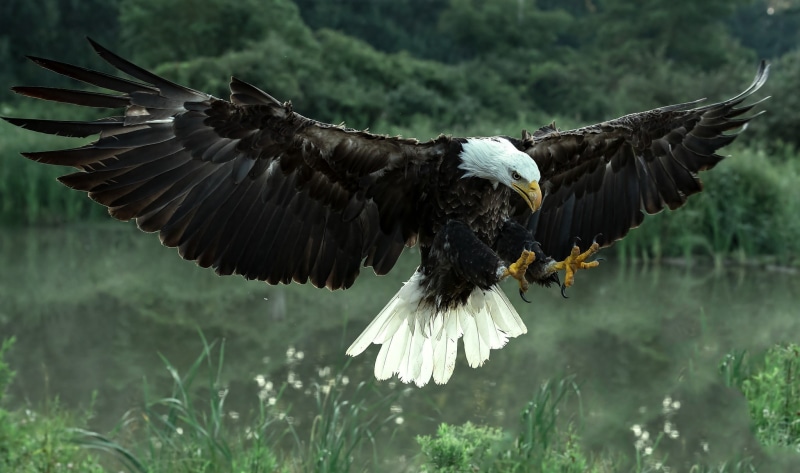 1080P, animals, bald eagle