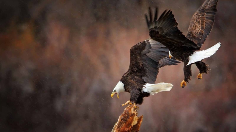720P, animals, bald eagle, eagle, birds