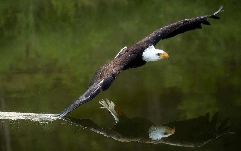 1080P, bald eagle, eagle, birds, animals