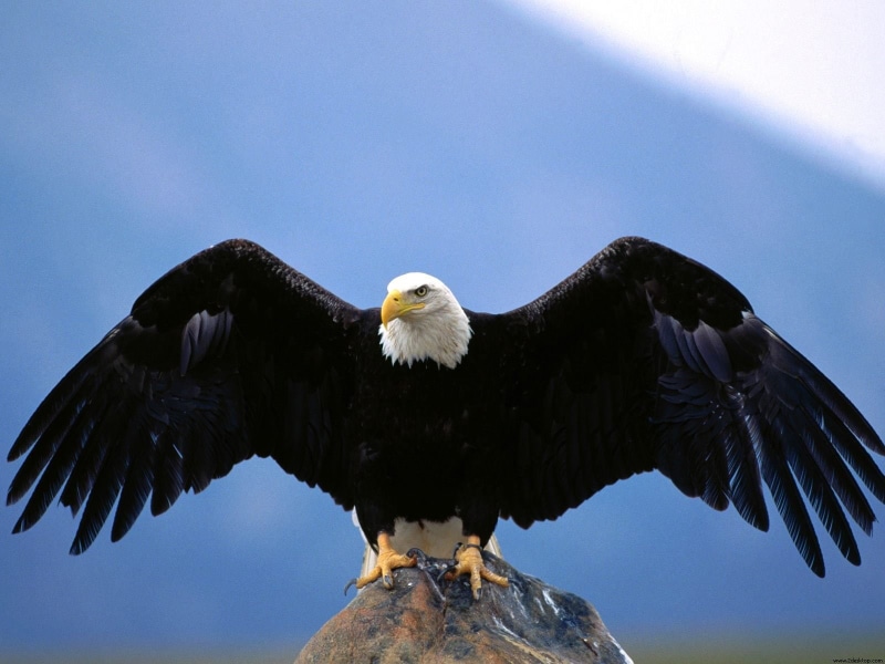 720P, bald, eagel, wingspan, eagle