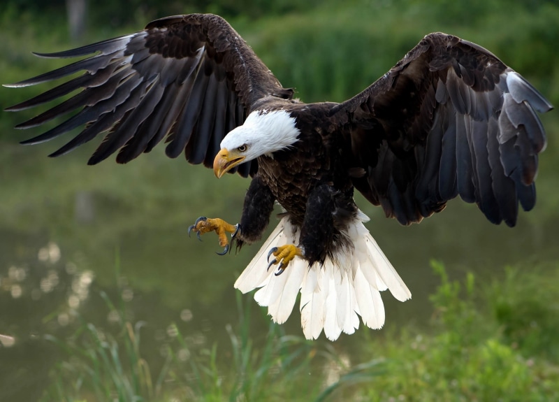 Bald eagle, predator, eagle, 2K, bird, bald, hawk, wings