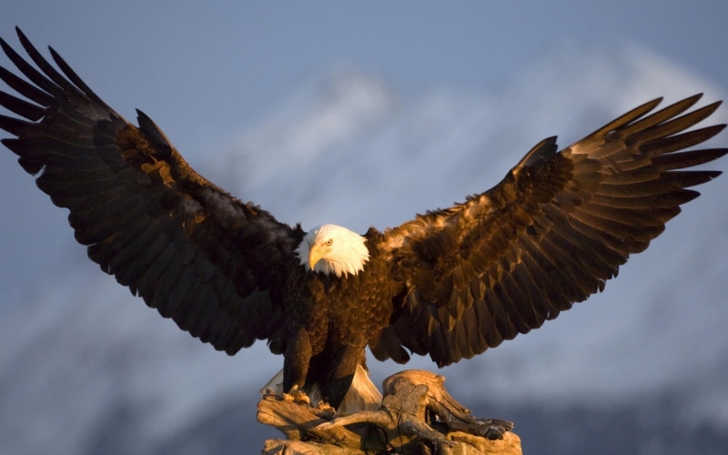 nature, birds, eagle, animals, bald eagle, 1080P