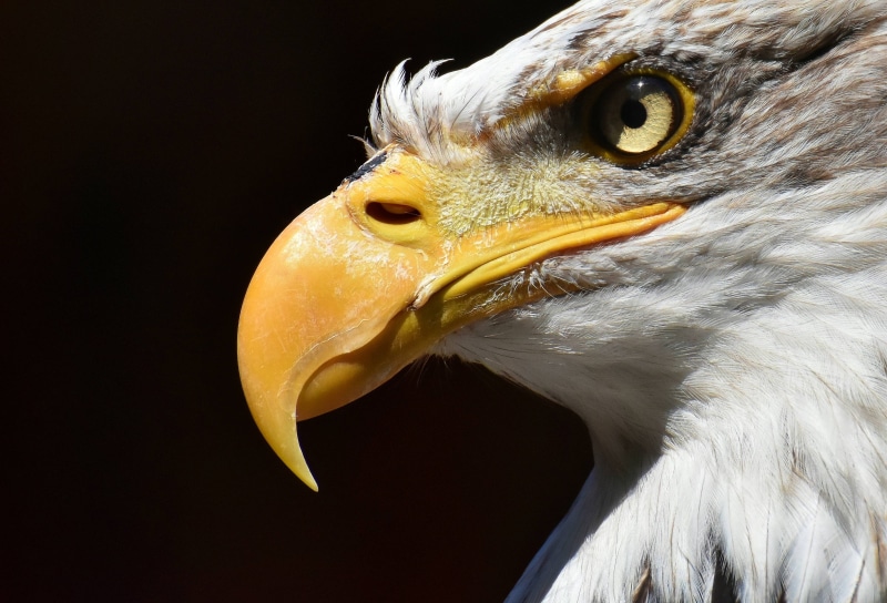adler, 4K, prey, eagle, bill, raptor, bald, bird