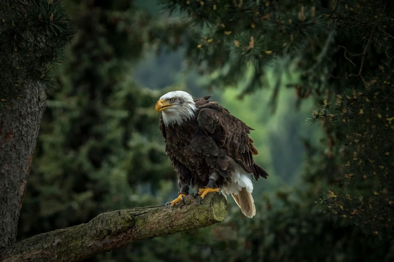 Bald eagle, tree, bald, 1080P, bird, predator, pine, eagle, hawk