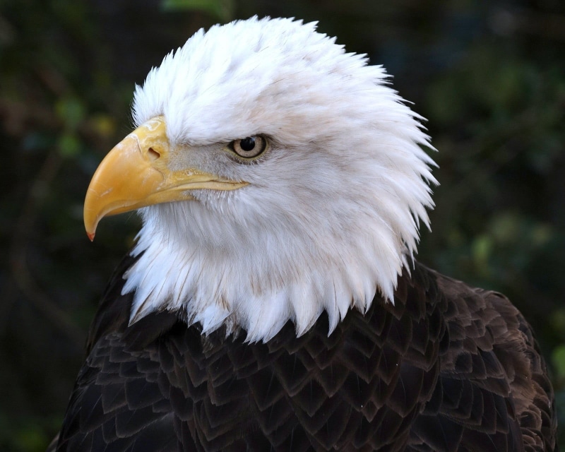 animals in the wild, animal wildlife, animal, animal eye, vertebrate, white color, nature, bird, birds, focus on foreground, one animal, profile view, looking
