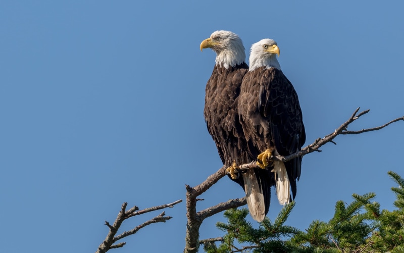 low angle view, 2K, sky, one animal, blue, Vancouver Island, perching, eagle, no people, animal themes, plant, bird, animals, branch, eagle - bird, animal