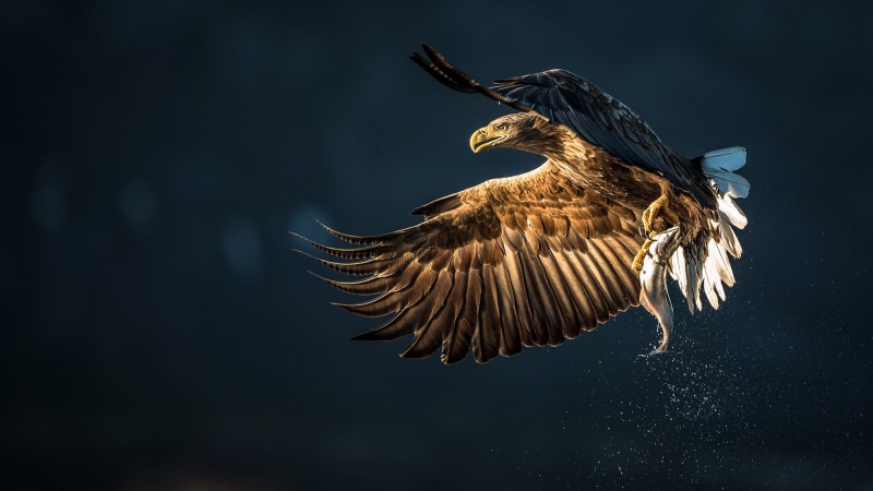 splashing, Fish, prey, Bird, eagle, 1080P, brown, catch