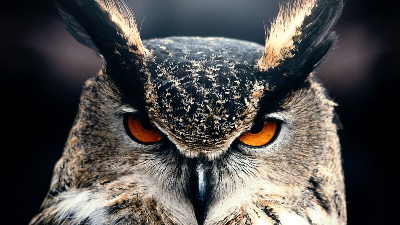 bird, great horned owl, fauna, beak, bird of prey, feather, eyes, 4K, wildlife, face, close up, owl