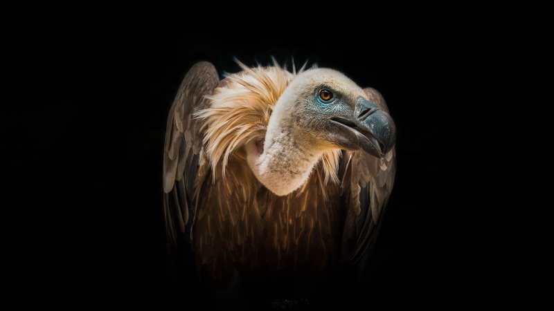 feeding, one animal, studio shot, african, falcon - bird, desktop, nature, birds, vulture, close-up, vertebrate, bird, extinct, hd, animal body part, indoors