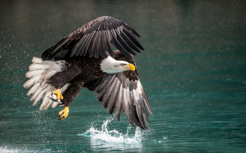 mid-air, animal themes, no people, bird of prey, one animal, winter, bald, eagle, fantastic, tablet, mobile, animal, flying, alaska, vertebrate, outdoors