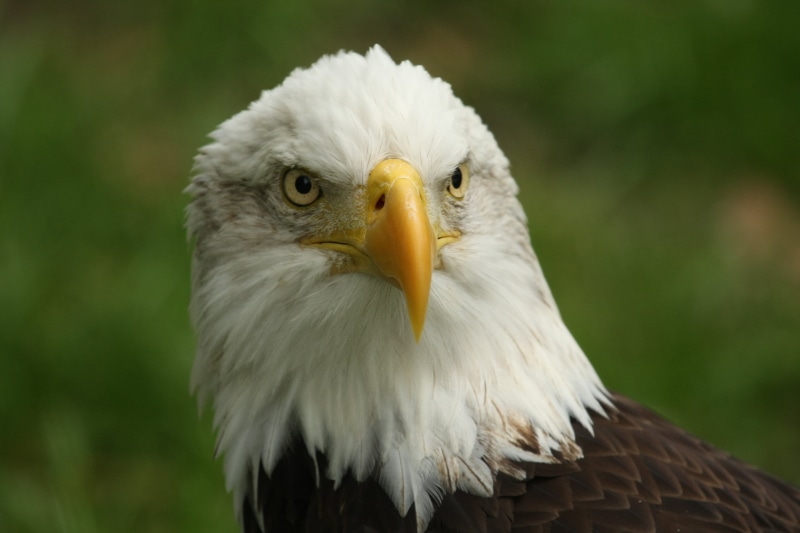 eagle - Bird, eagle, photography, daytime, animals In The Wild, bird, bald Eagle, carnivore, wildlife, feather, uSA, bird of Prey, close-up, bald, IMG